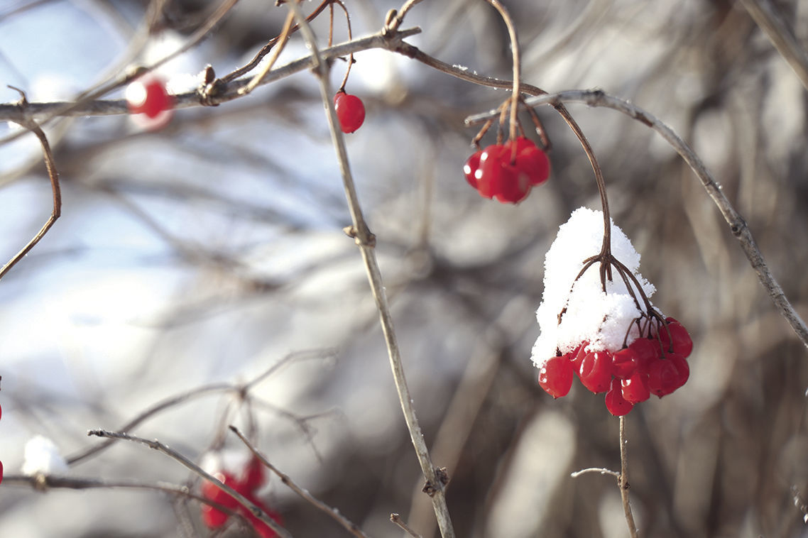 Winter's canvas